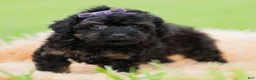 Toy Poodle dogs for sale: Trixie AKC - Ad 1