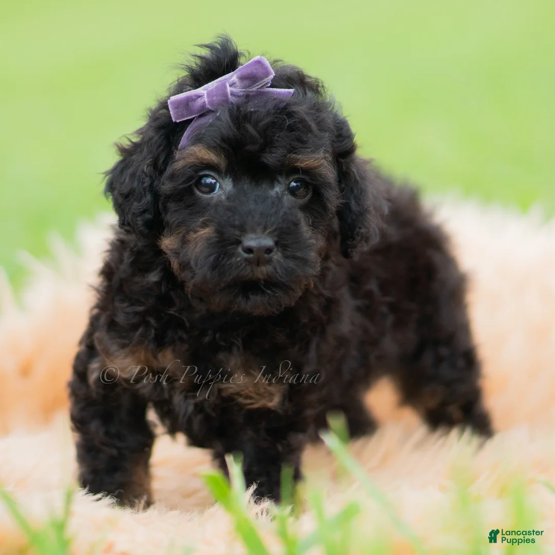 Toy Poodle dogs for sale: Trixie AKC - Ad 1