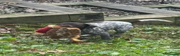 German Shorthaired Pointer dogs for sale: Bronco - Ad 2