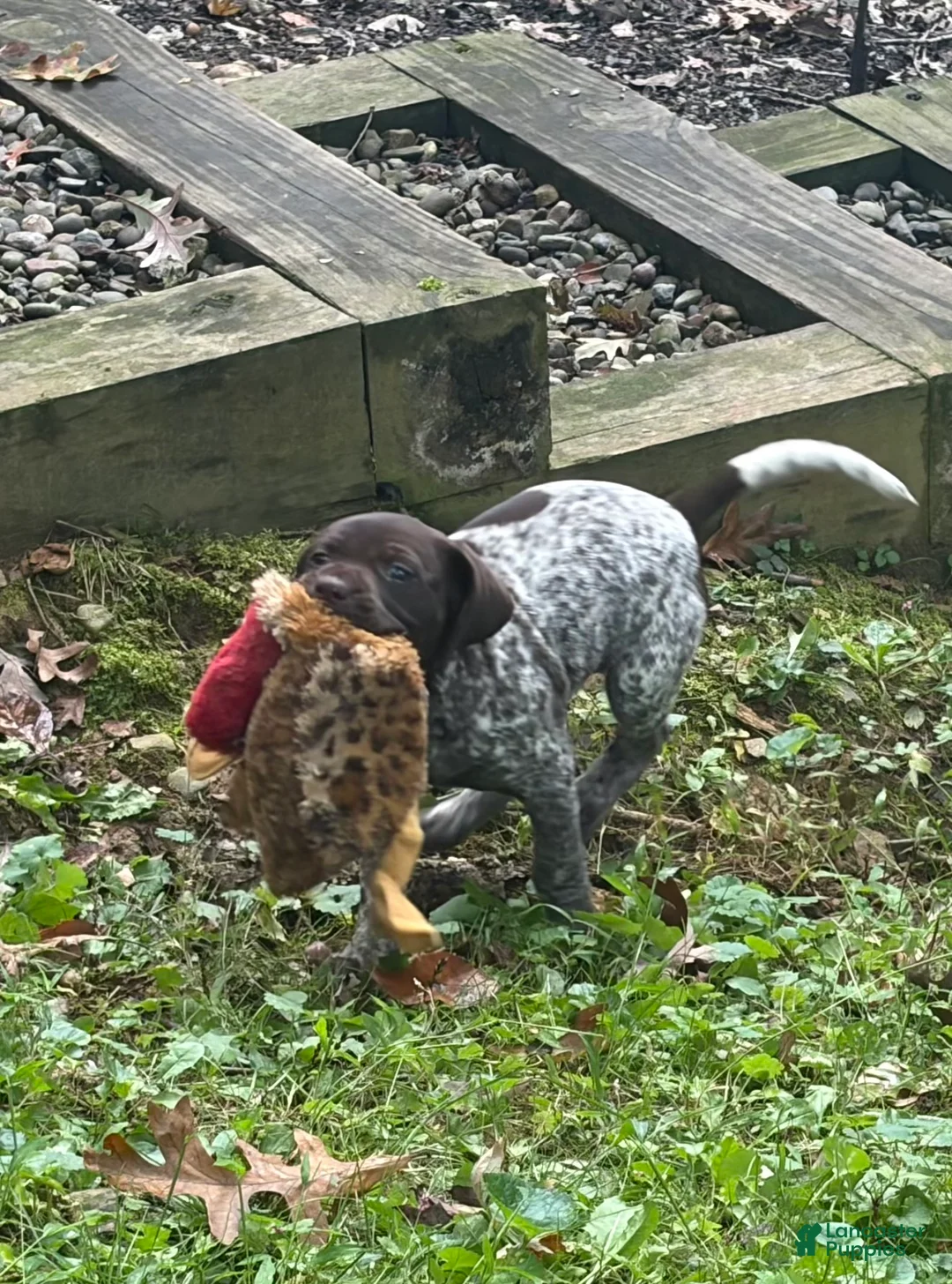 German Shorthaired Pointer dogs for sale: Bronco - Ad 2