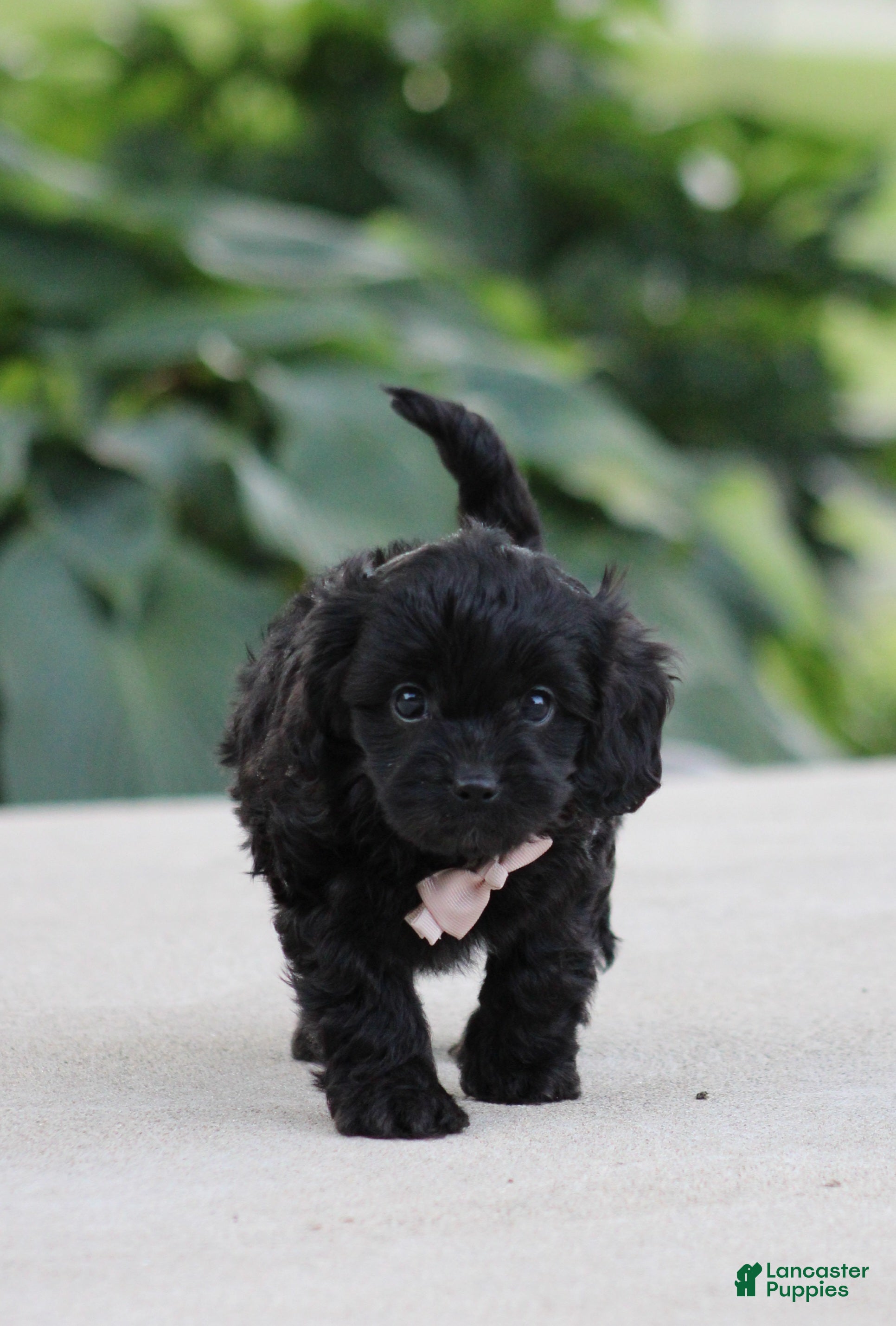 Cavapoo dogs Koda - Ad 1