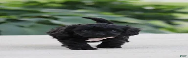 Koda