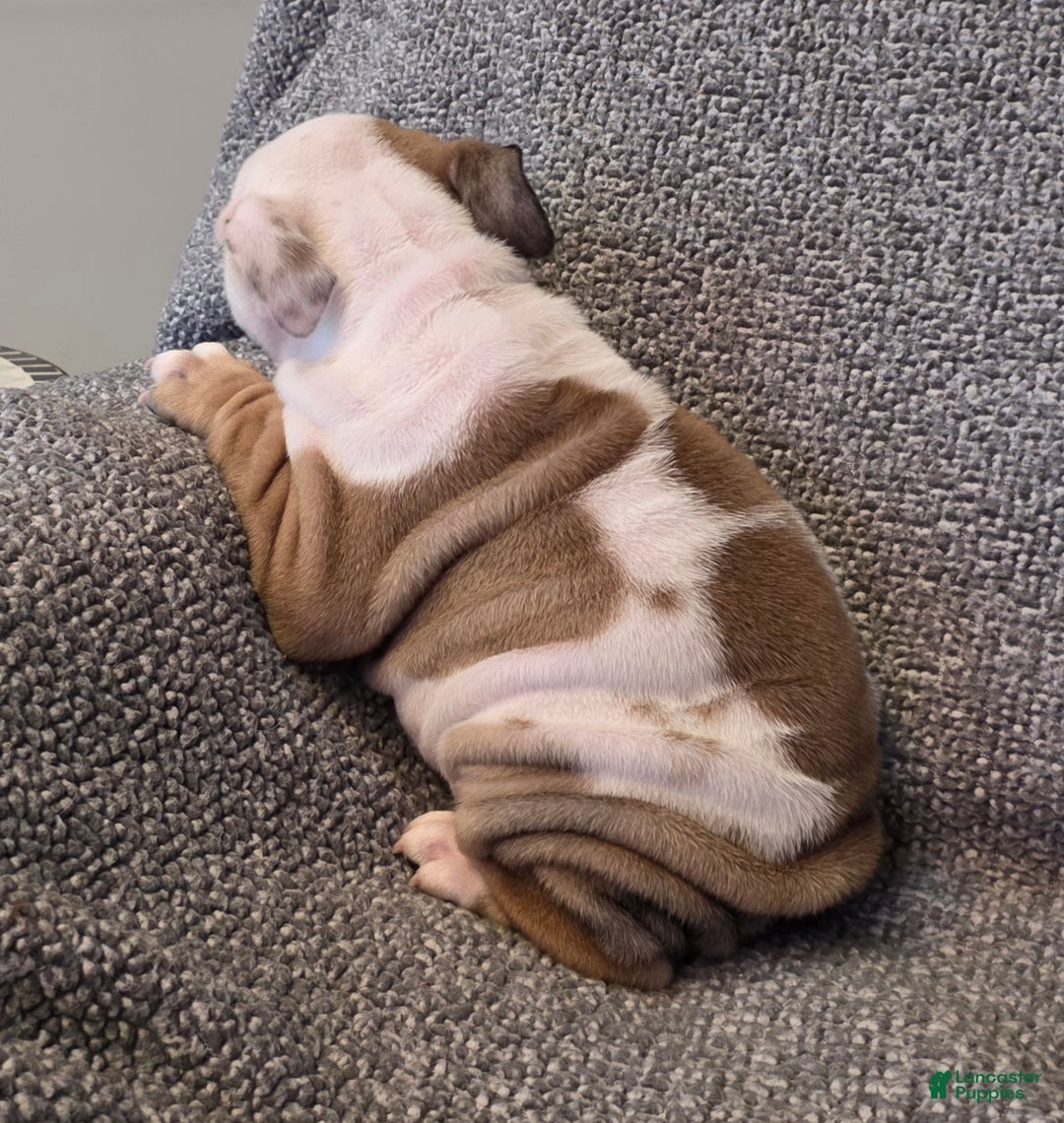 English Bulldog dogs for sale: Adrian - Ad 3