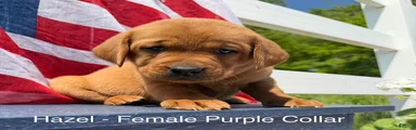 Labrador Retriever Female 2
