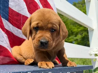 Labrador Retriever dogs Labrador Retriever Female 2 - Ad 26