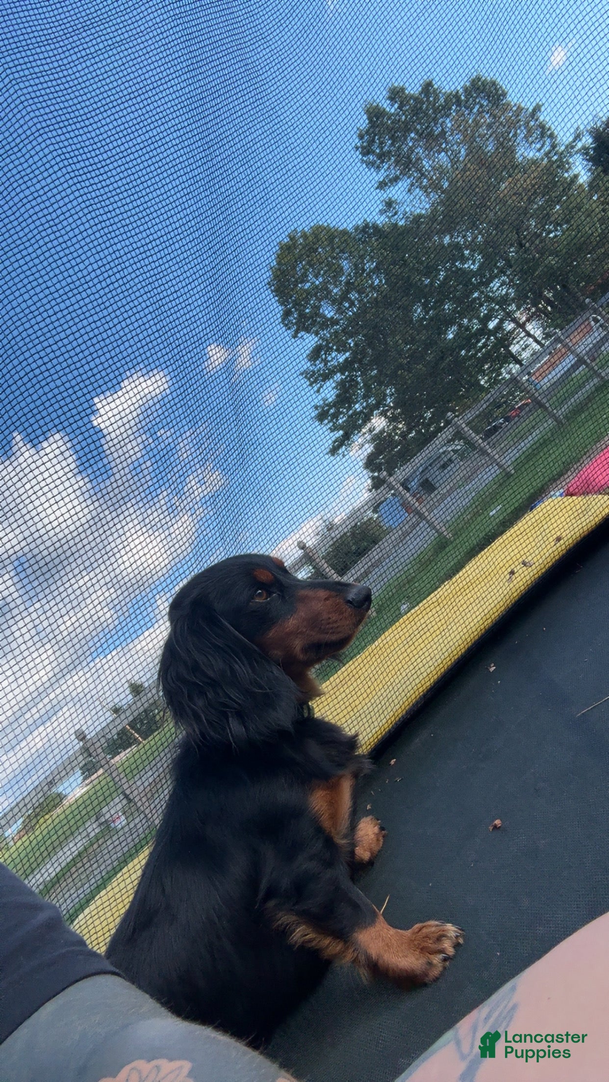 Roscoe