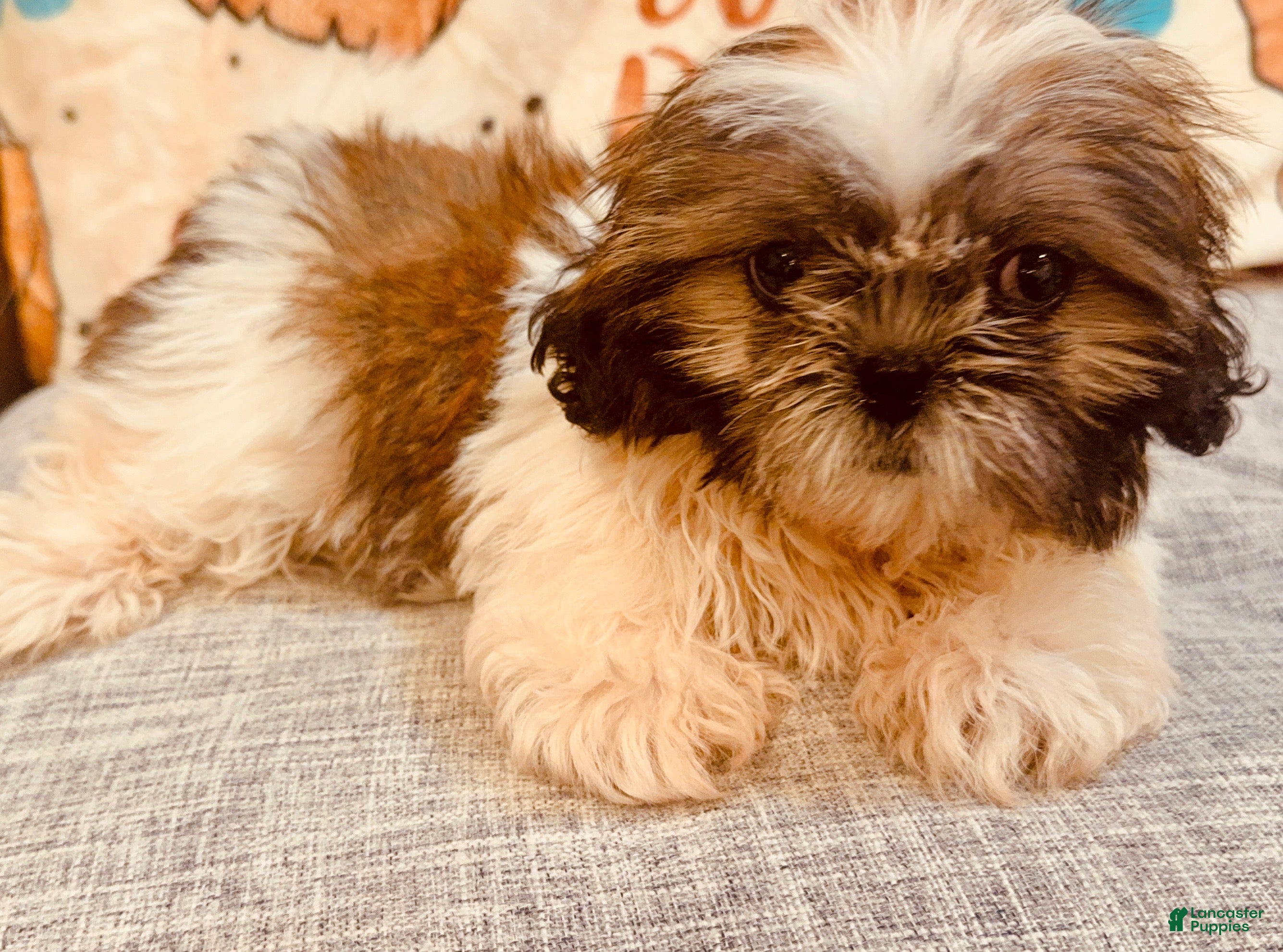 Shih Tzu dogs Lucy - Ad 1