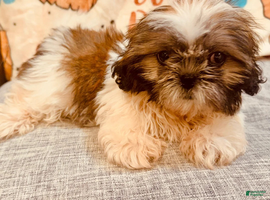 Shih Tzu dogs for sale: Lucy - Ad 1