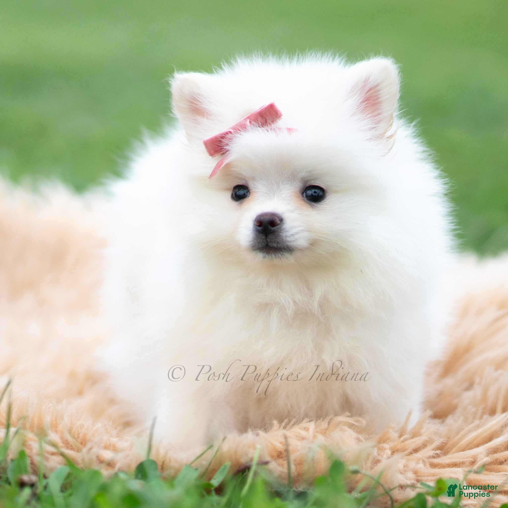 Pomeranian dogs Coco - Ad 29