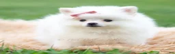 Pomeranian dogs for sale: Coco - Ad 1