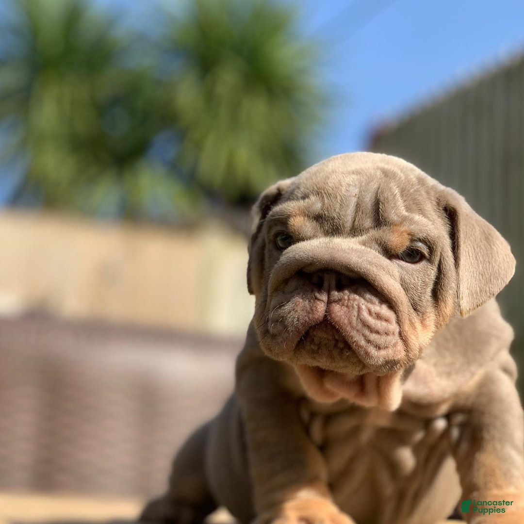 English Bulldog dogs English Bulldog 6 - Ad 5