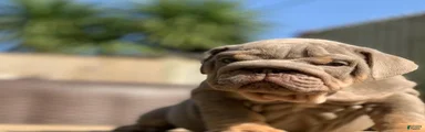 English Bulldog 6