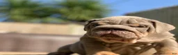 English Bulldog dogs for sale: English Bulldog 6 - Ad 1