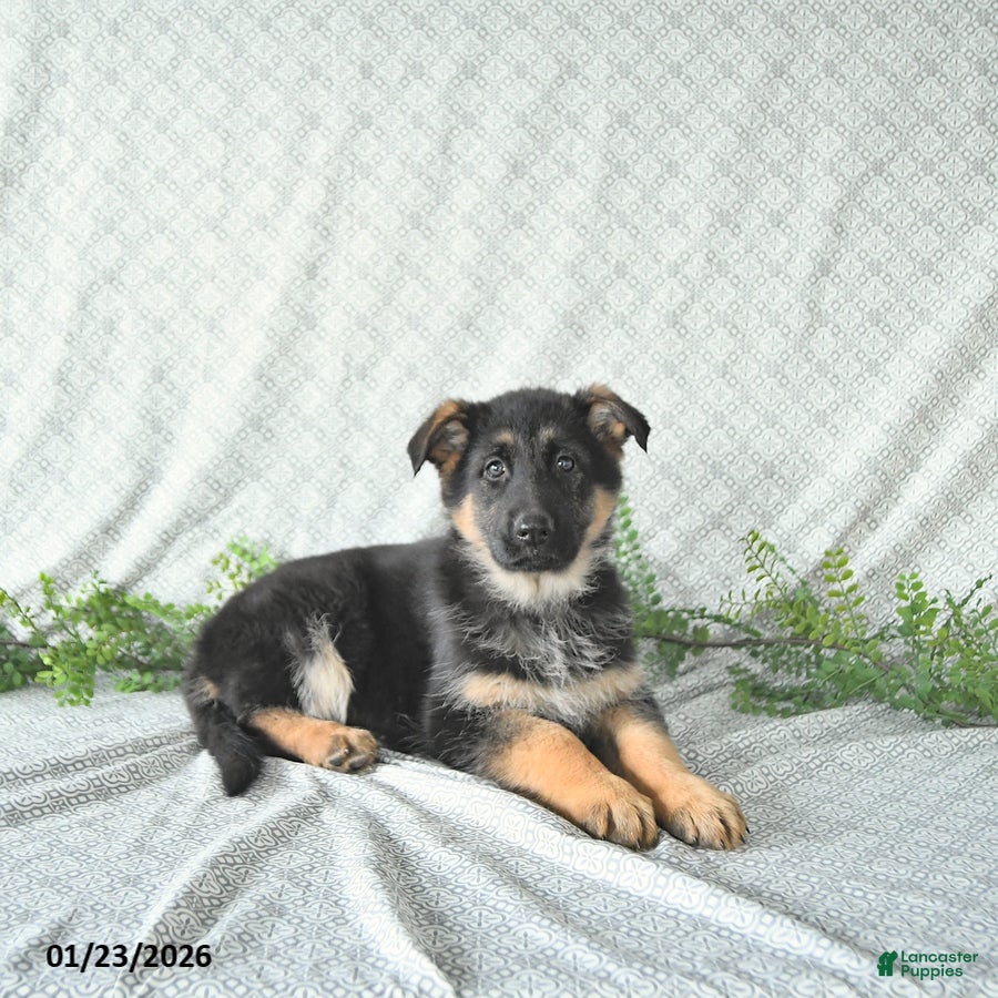 German Shepherd dogs Maggy - Ad 2