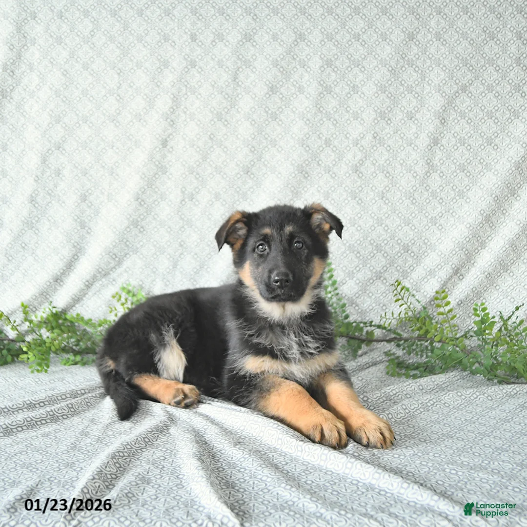 German Shepherd dogs for sale: Maggy - Ad 2