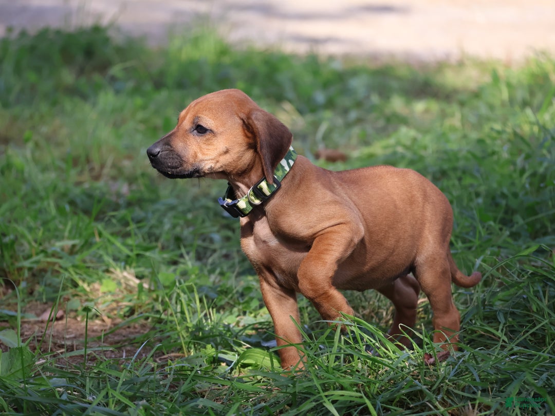 Rhodesian Ridgeback dogs for sale: Sky - Ad 4