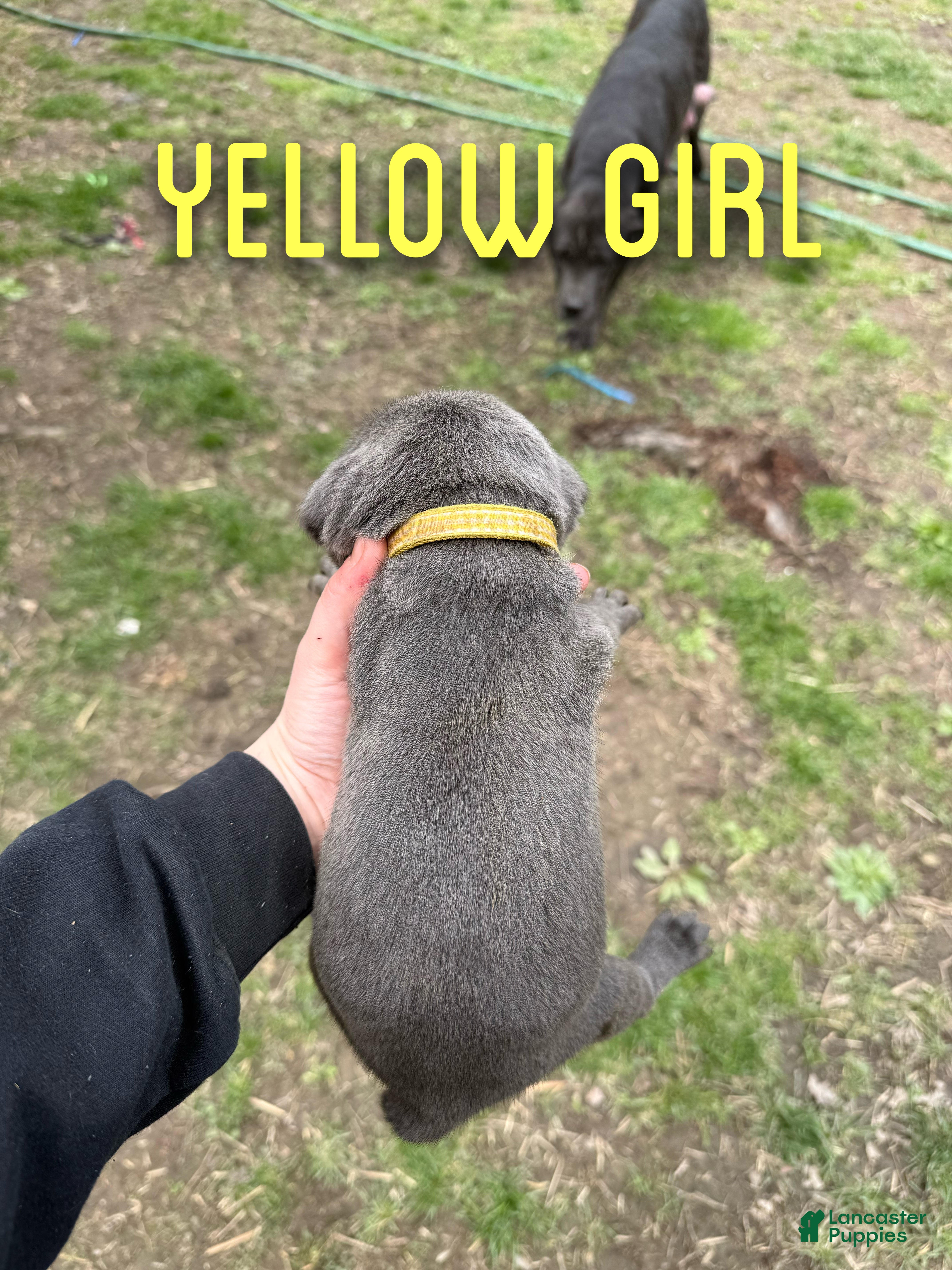 Cane Corso dogs Cane Corso Puppy 6 - Ad 22