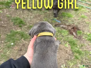 Cane Corso dogs Cane Corso Puppy 6 - Ad 22