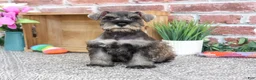 Miniature Schnauzer dogs for sale: Autumn - Ad 6
