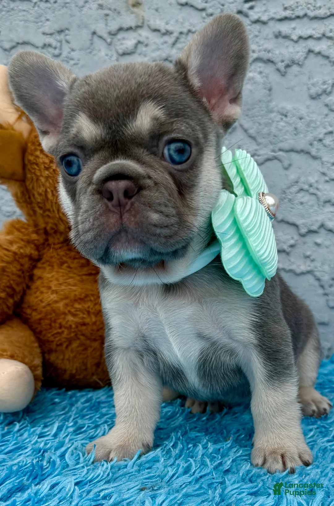 French Bulldog dogs for sale: French Bulldog 1 - Ad 2