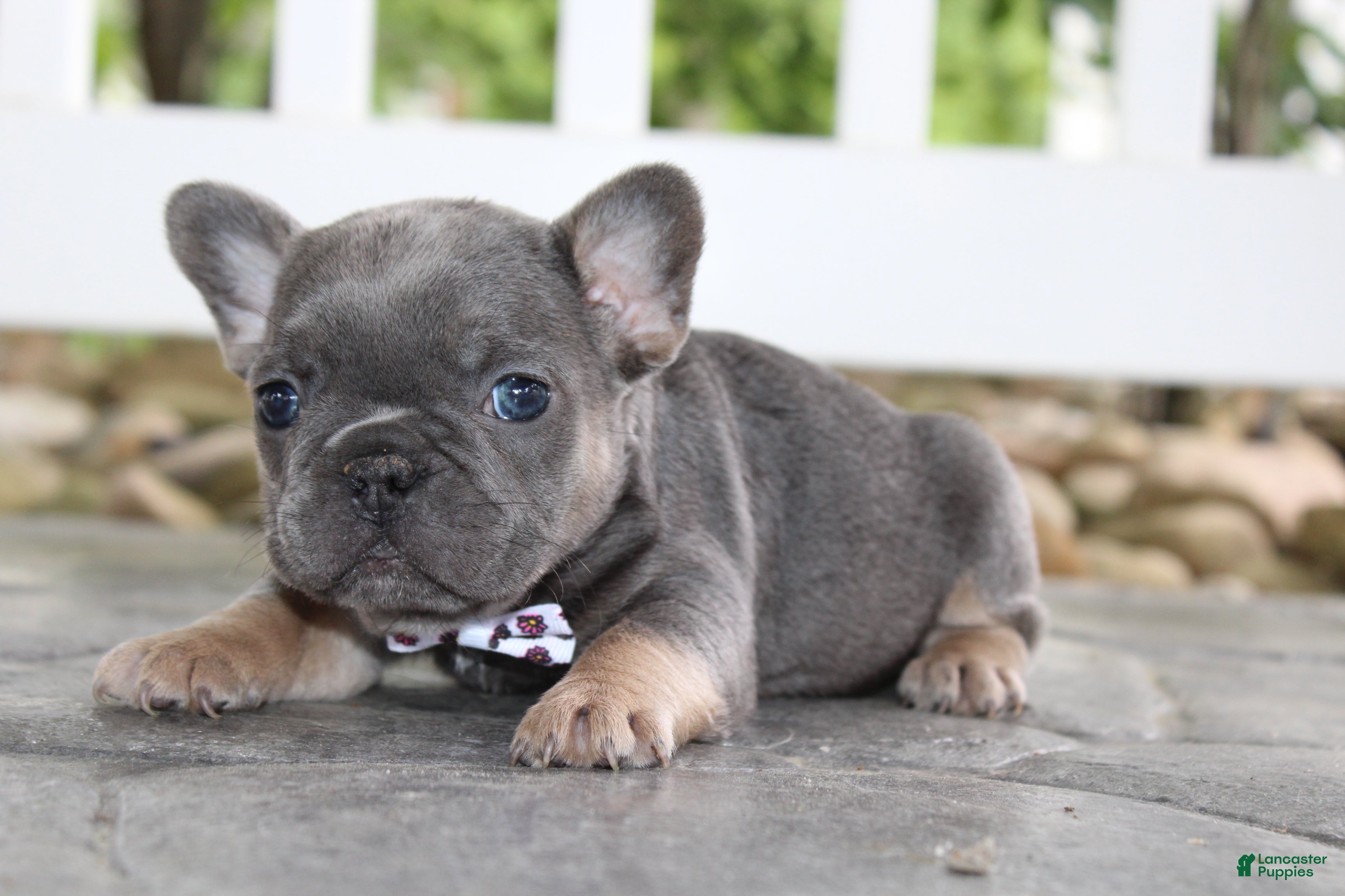French Bulldog dogs for sale: AKC Zoe - Ad 7