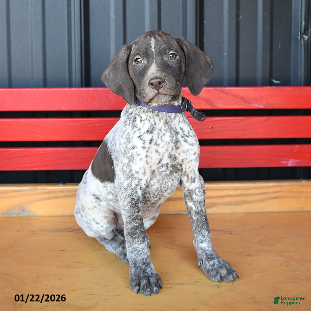 German Shorthaired Pointer dogs for sale: Harmony - Ad 1