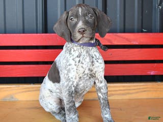 German Shorthaired Pointer dogs Harmony - Ad 3
