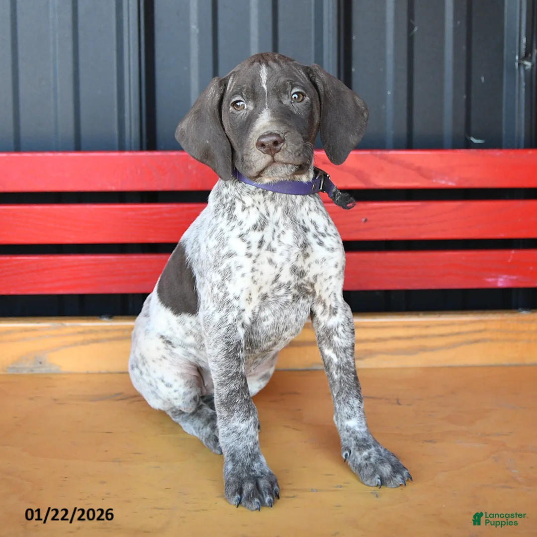 German Shorthaired Pointer dogs for sale: Harmony - Ad 1