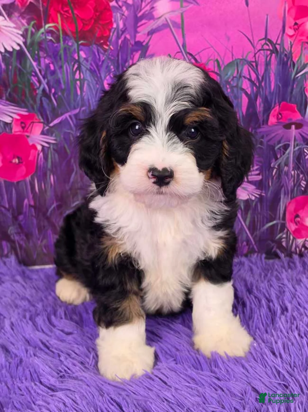 Mini Bernedoodle dogs for sale: Pongo - Ad 1