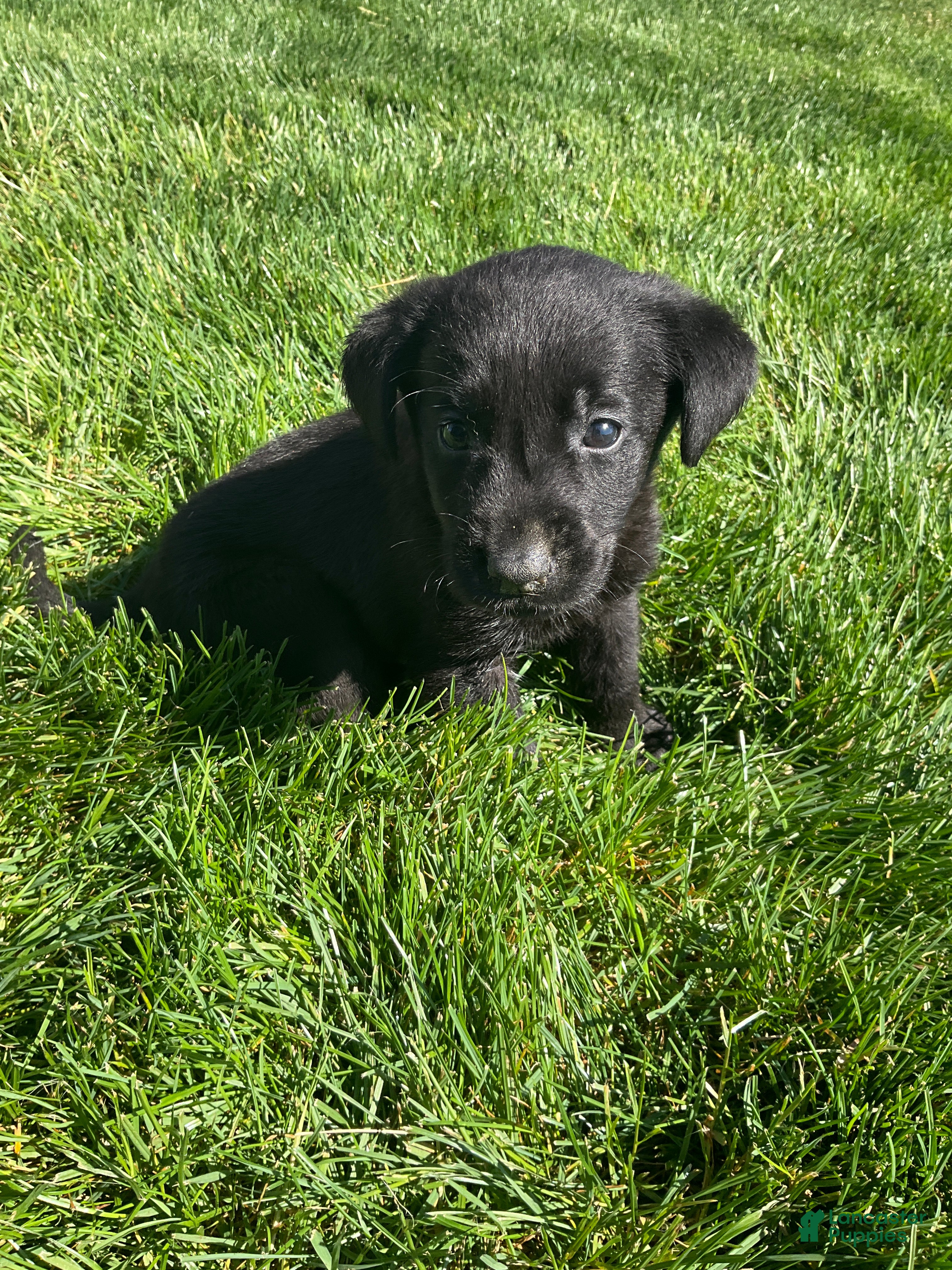 Labrador Retriever dogs for sale: Topper - Ad 4