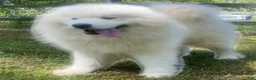 Samoyed dogs for sale: Samoyed 1 - Ad 7