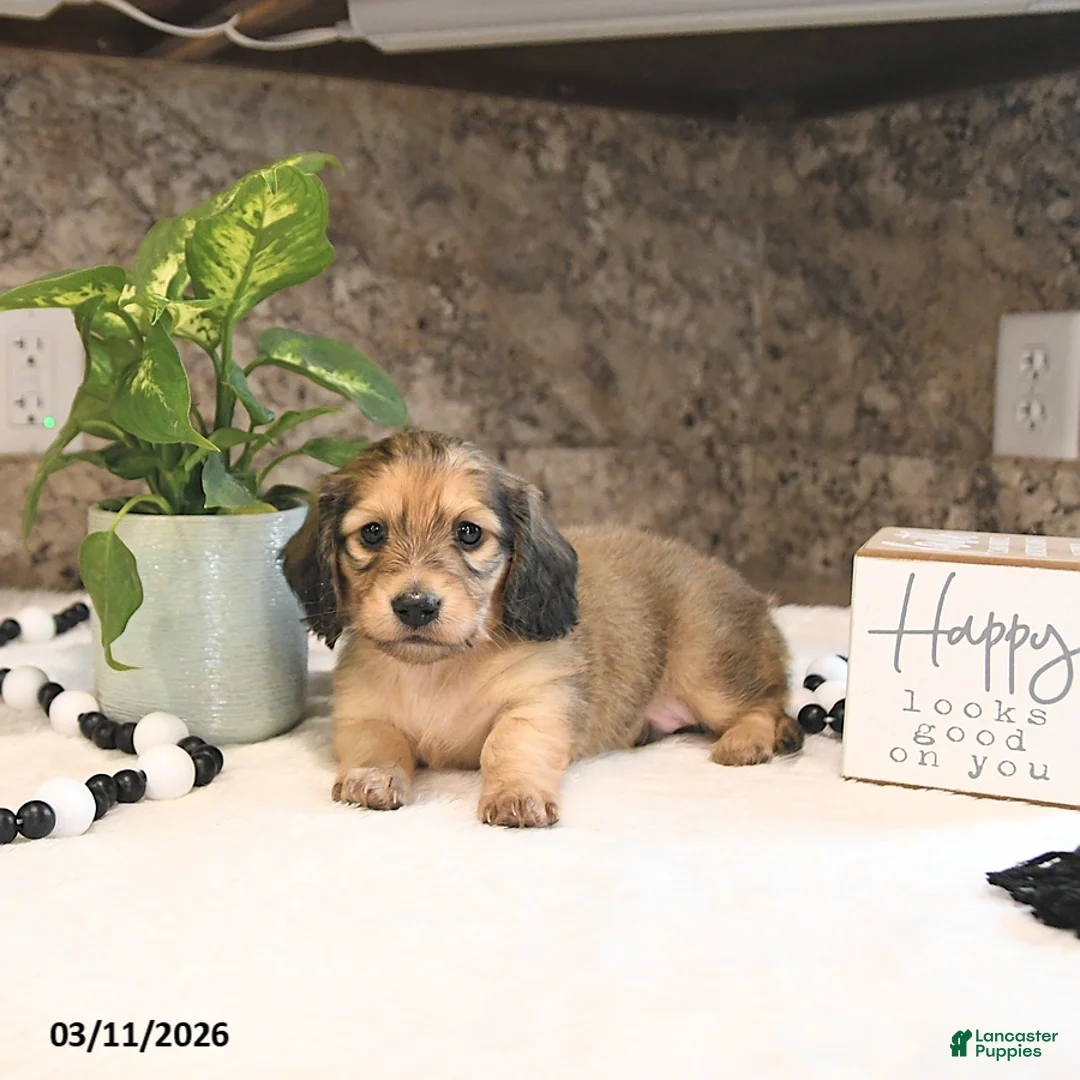 Miniature Dachshund dogs for sale: Bentley - Ad 2