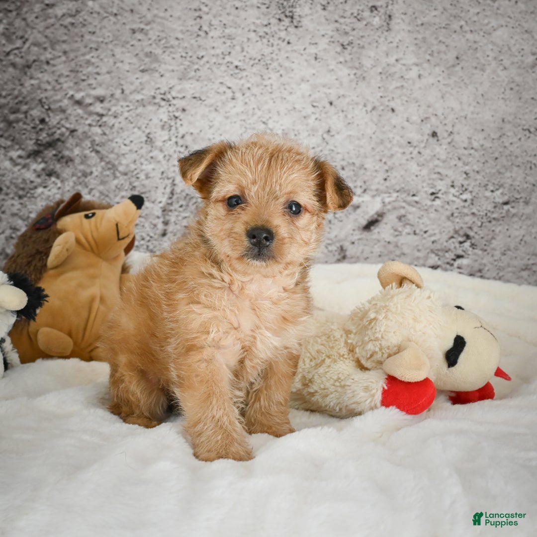 Yorkiepoo dogs for sale: Ollie - Ad 2