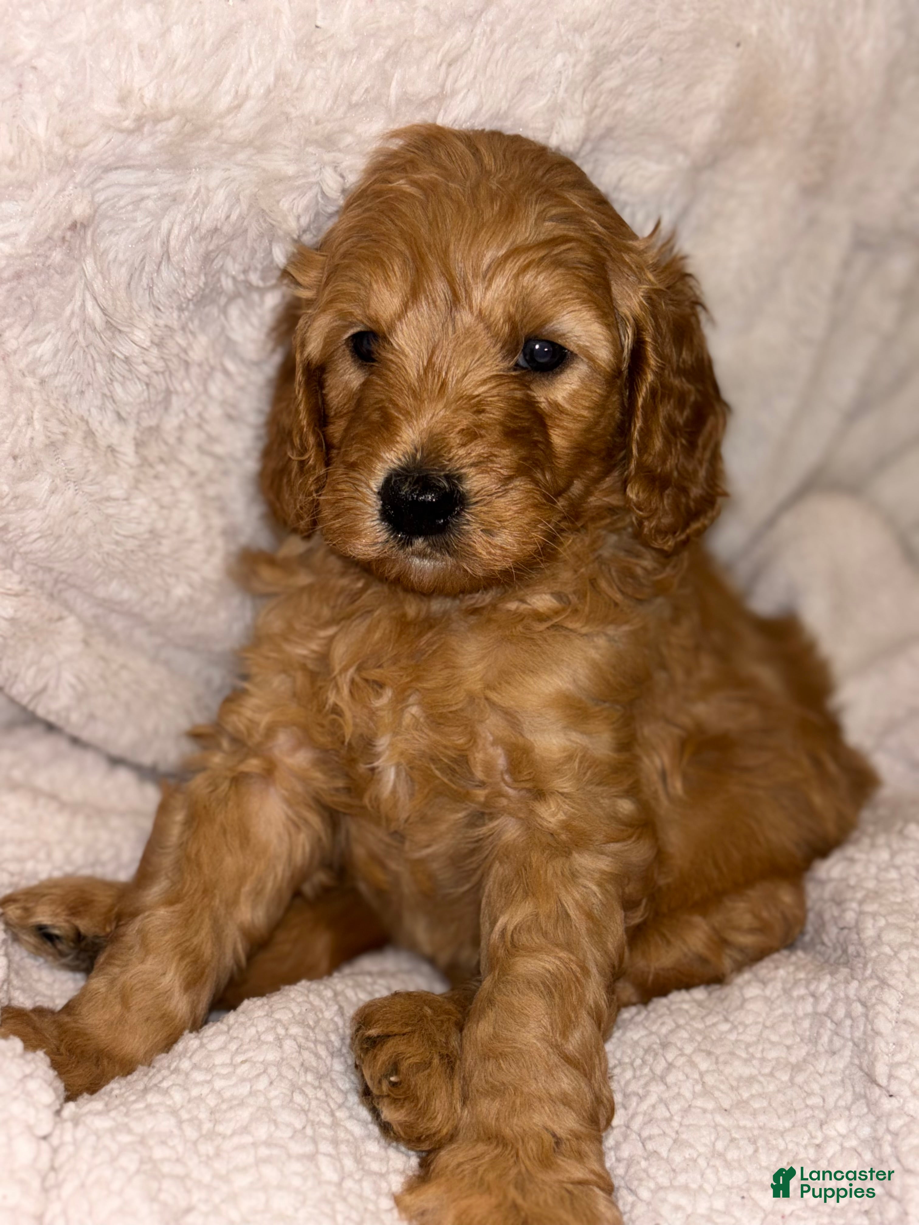 Goldendoodle dogs for sale: Goldendoodle Puppy 2 - Ad 1