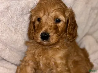 Goldendoodle dogs Goldendoodle Puppy 2 - Ad 37