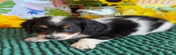 Miniature Dachshund dogs for sale: Oscar - Ad 2