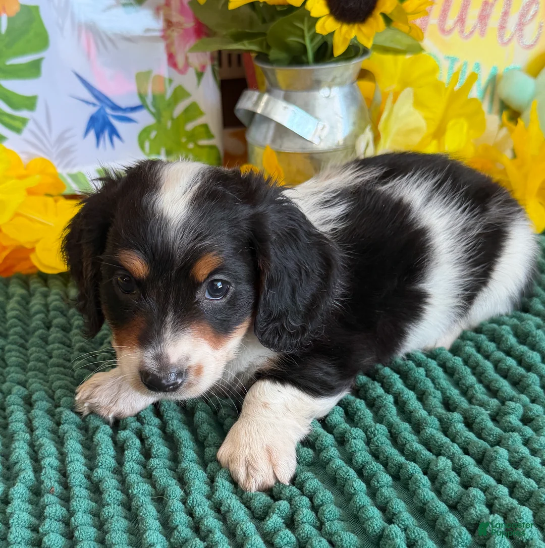 Miniature Dachshund dogs for sale: Oscar - Ad 2