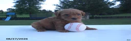 Yorkiepoo dogs for sale: George - Ad 13