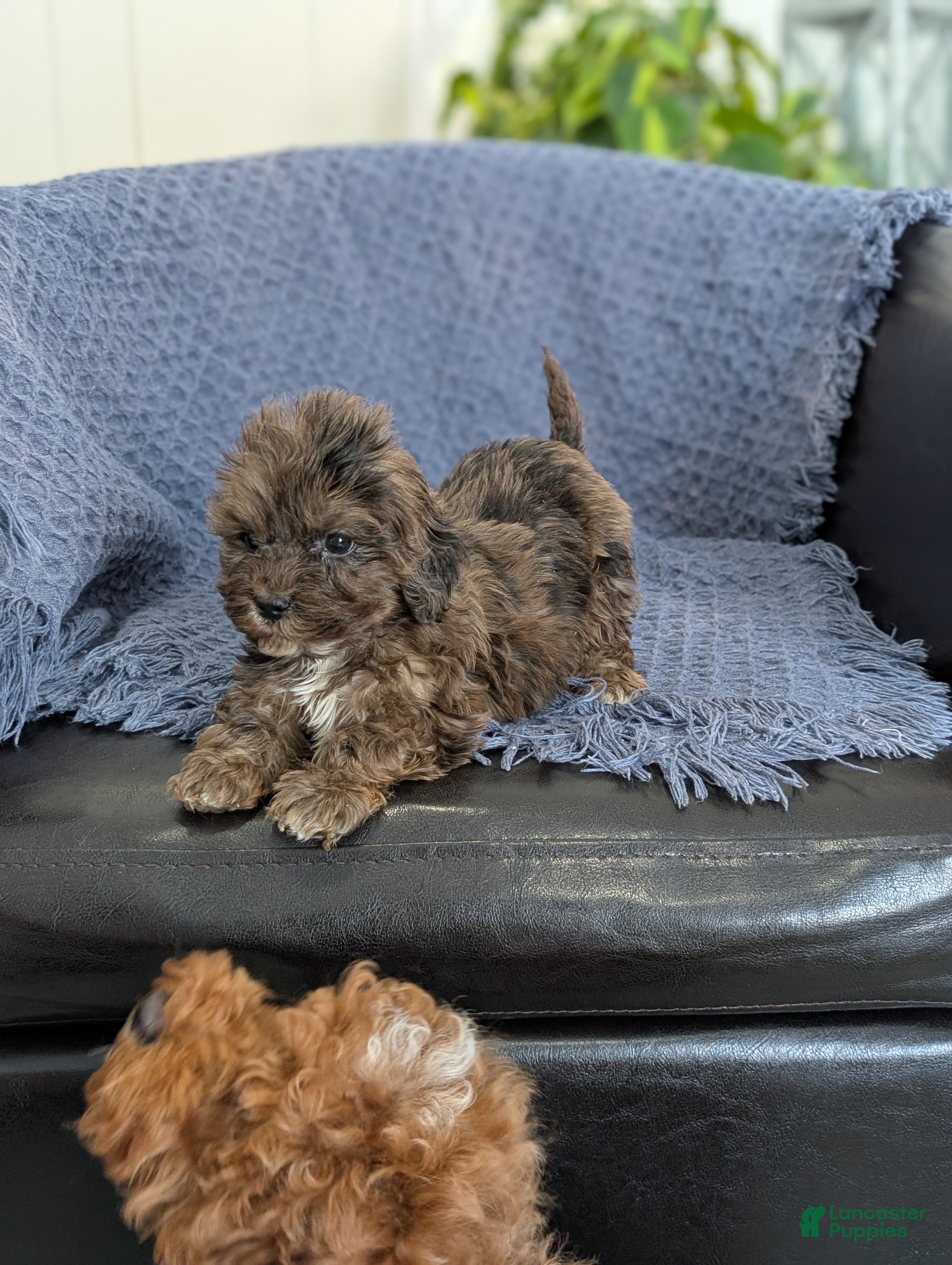 Cockapoo dogs Tiny Archie - Ad 2