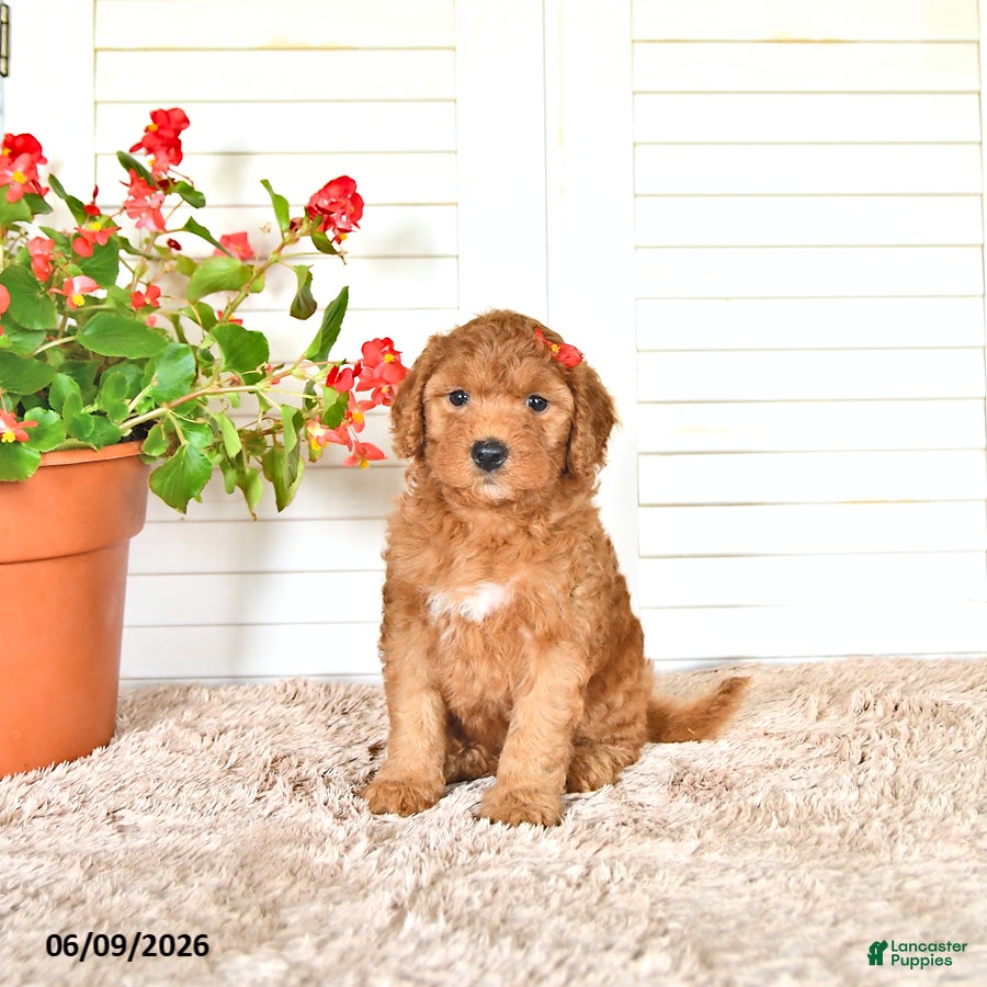 Mini Goldendoodle dogs Sherry - Ad 2