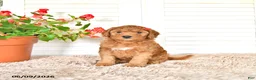 Mini Goldendoodle dogs for sale: Sherry - Ad 3