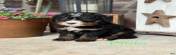 Mini Bernedoodle dogs for sale: Pluto - Ad 1