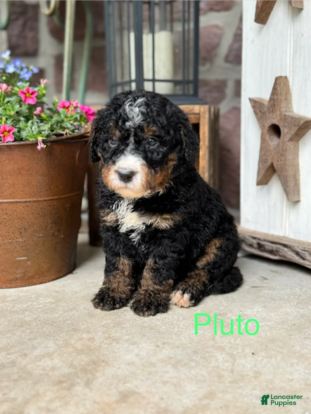 Mini Bernedoodle dogs for sale: Pluto - Ad 1