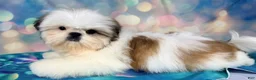 Shih Tzu dogs for sale: Boy 2 - Ad 5