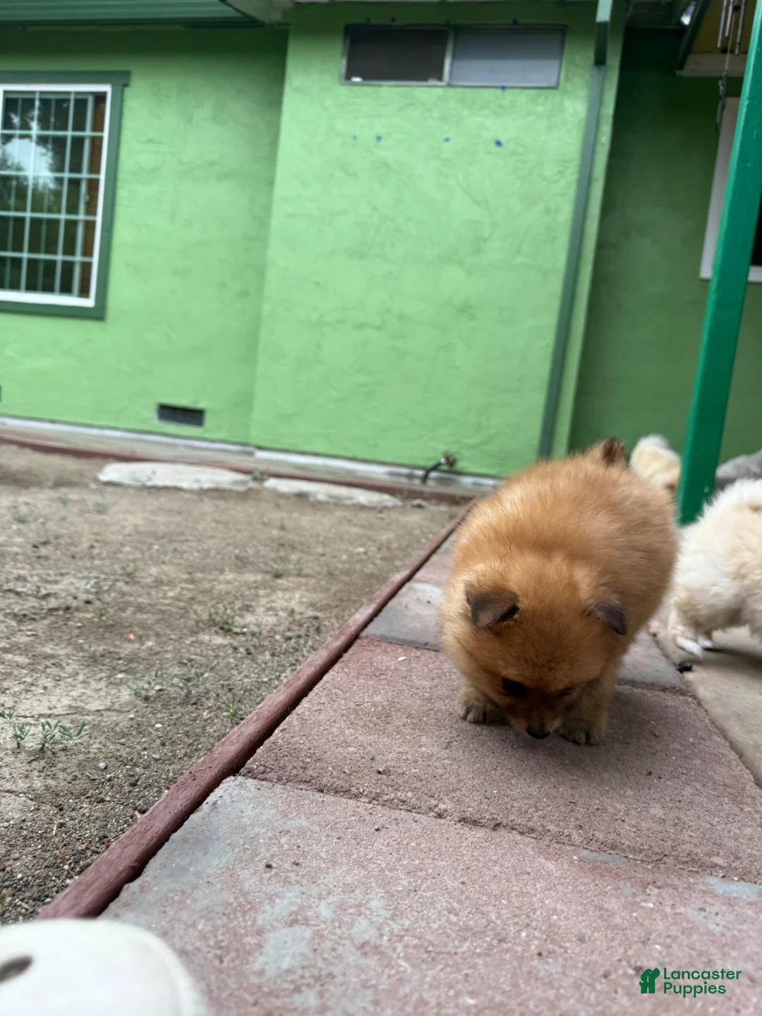 Pomeranian dogs for sale: Coco - Ad 8