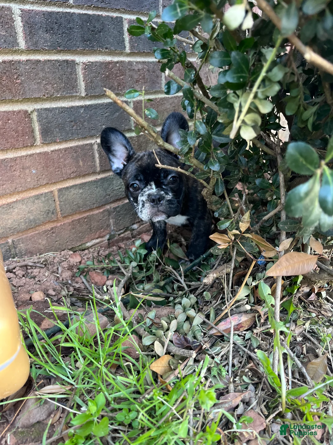 French Bulldog dogs for sale: French Bulldog Puppy 4 - Ad 2