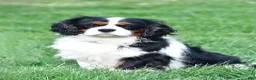 Cavalier King Charles Spaniel dogs for sale: Mia - Ad 18