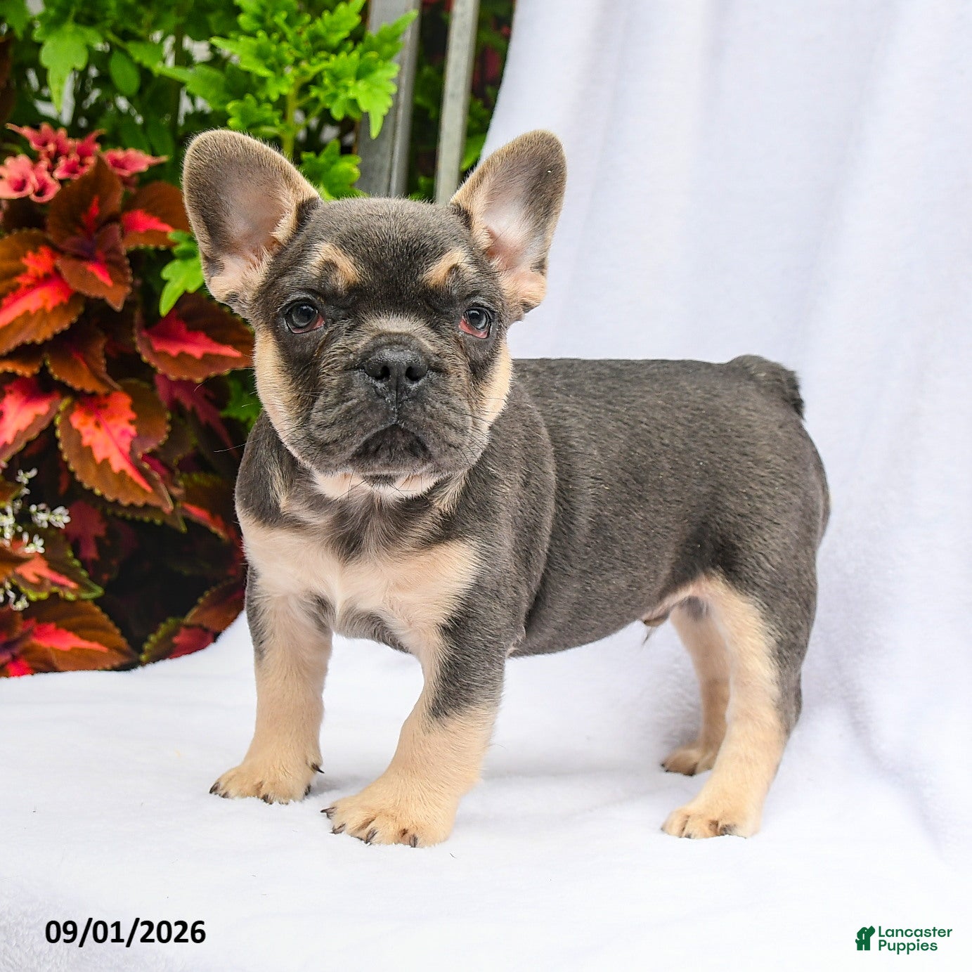 French Bulldog dogs Tucker - Ad 1