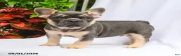 French Bulldog dogs for sale: Tucker - Ad 1