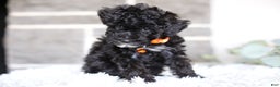 Miniature Poodle dogs for sale: Gracie  - Ad 6